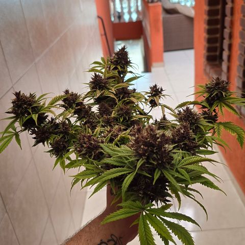 Purple Kush #1 growlog timeline photo