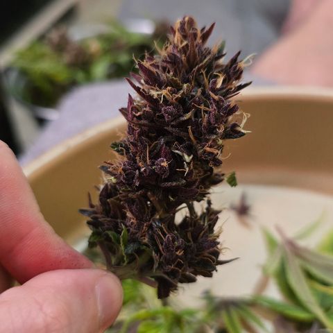 Purple Kush #1 growlog timeline photo