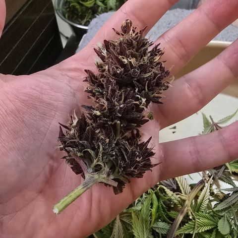 Purple Kush #1 growlog timeline photo