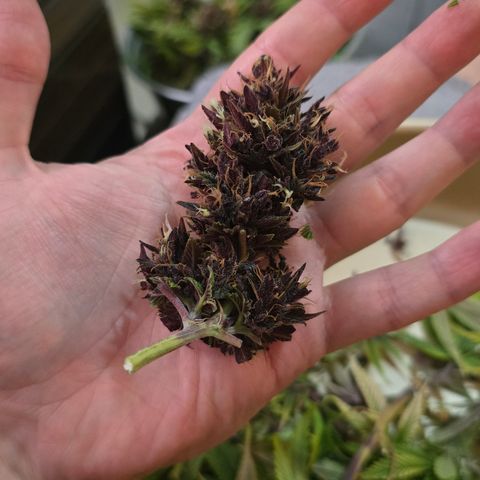 Purple Kush #1 growlog timeline photo