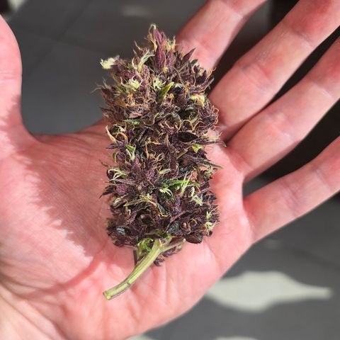 Purple Kush #1 growlog timeline photo