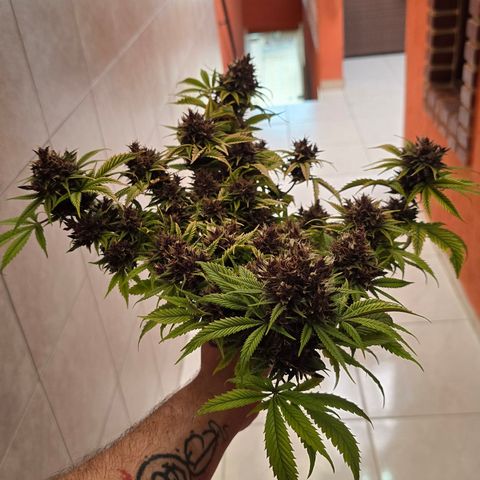Purple Kush #1 growlog timeline photo