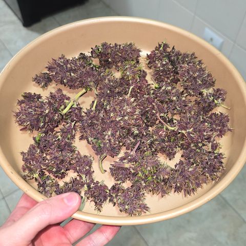 Purple Kush #1 growlog timeline photo