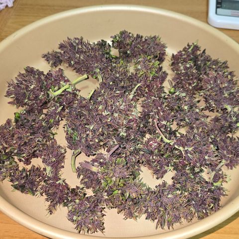 Purple Kush #1 growlog timeline photo