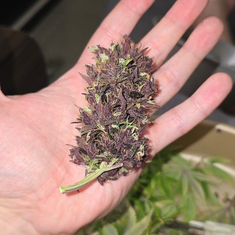 Purple Kush #1 growlog timeline photo