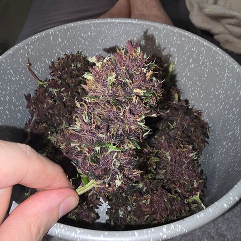 Purple Kush #1 growlog timeline photo