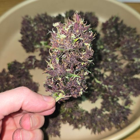 Purple Kush #1 growlog timeline photo