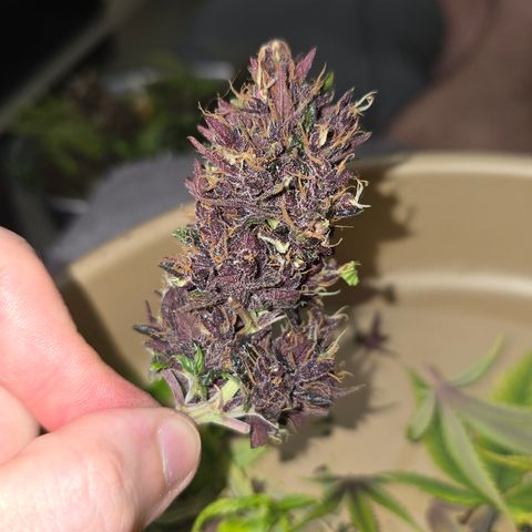Purple Kush #1 growlog timeline photo