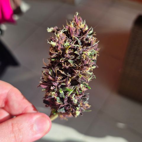 Purple Kush #1 growlog timeline photo