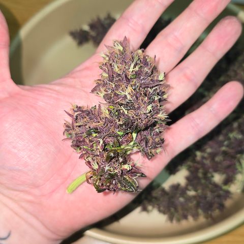 Purple Kush #1 growlog timeline photo