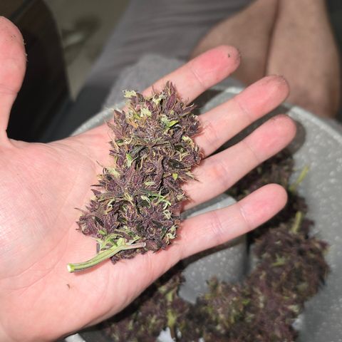 Purple Kush #1 growlog timeline photo
