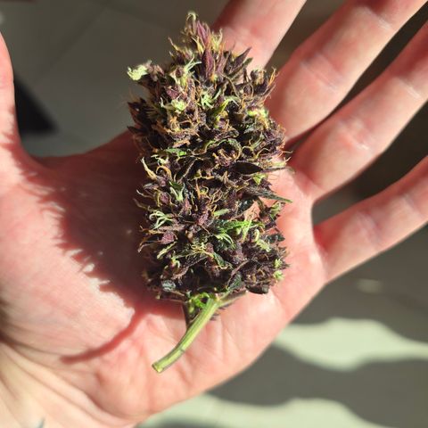 Purple Kush #1 growlog timeline photo