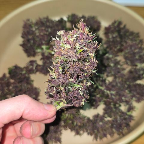 Purple Kush #1 growlog timeline photo