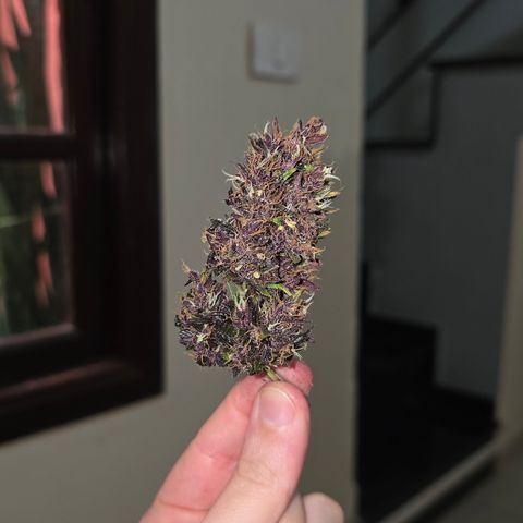 Purple Kush #1 growlog timeline photo