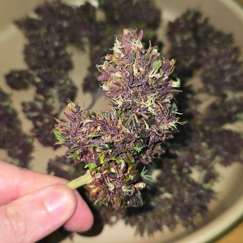 Purple Kush #1 growlog timeline photo