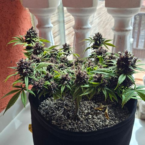 Purple Kush #1 growlog timeline photo