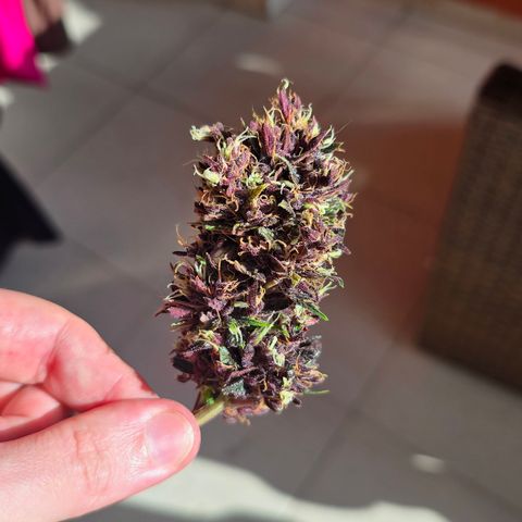 Purple Kush #1 growlog timeline photo