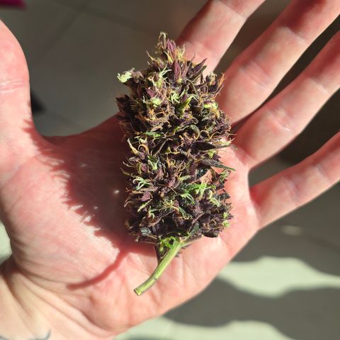 Purple Kush #1 growlog timeline photo