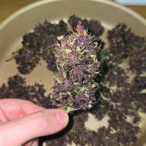Purple Kush #1 growlog timeline photo
