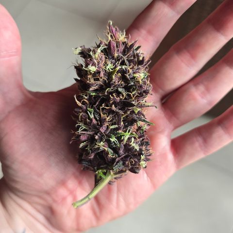 Purple Kush #1 growlog timeline photo
