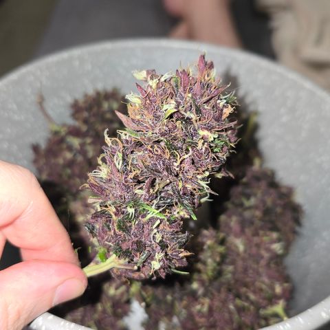 Purple Kush #1 growlog timeline photo