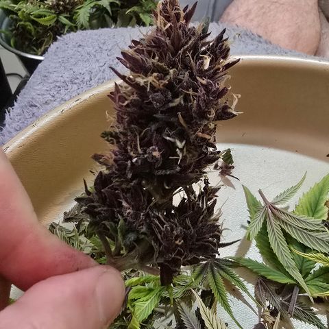 Purple Kush #1 growlog timeline photo