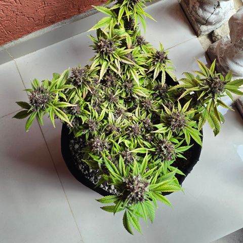 Purple Kush #1 growlog timeline photo