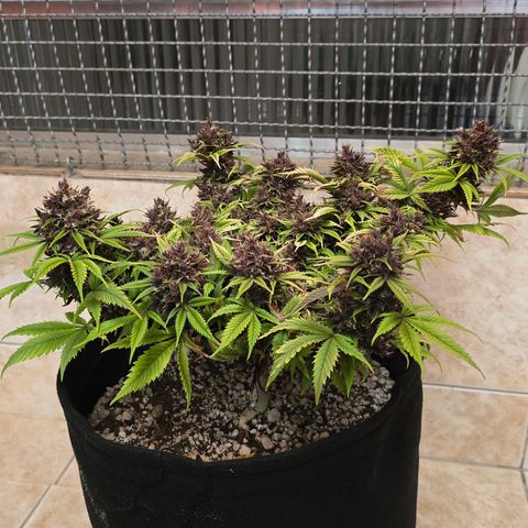 Purple Kush #1 growlog timeline photo