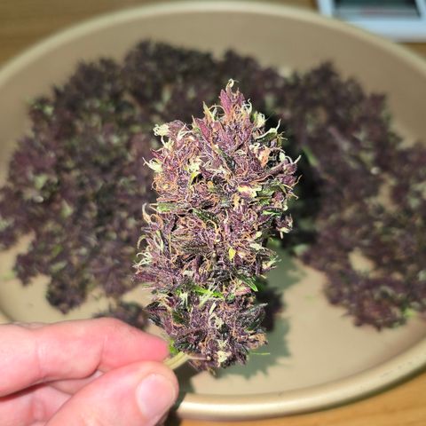 Purple Kush #1 growlog timeline photo