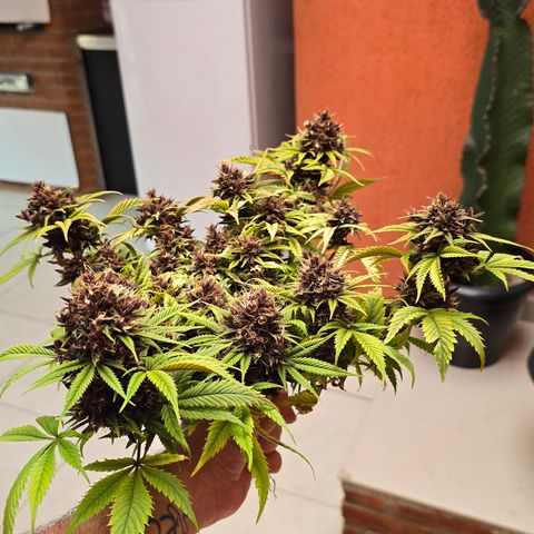 Purple Kush #1 growlog timeline photo
