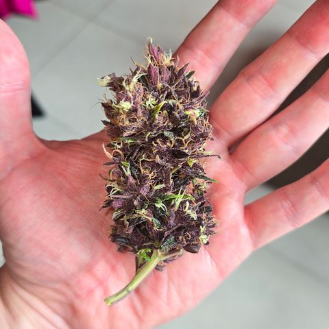 Purple Kush #1 growlog timeline photo