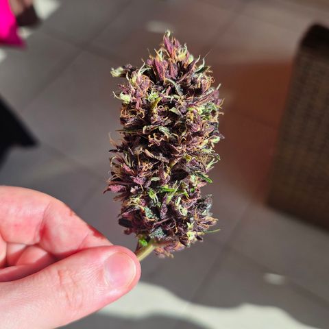 Purple Kush #1 growlog timeline photo