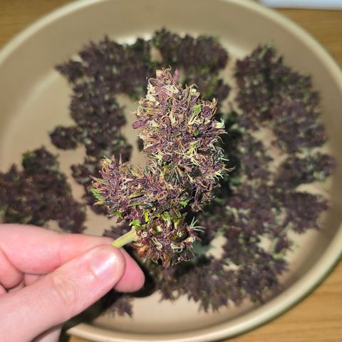 Purple Kush #1 growlog timeline photo