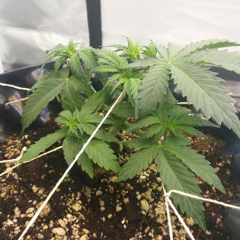 Cheese  growlog timeline photo