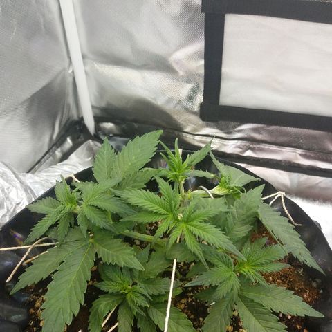 Cheese  growlog timeline photo