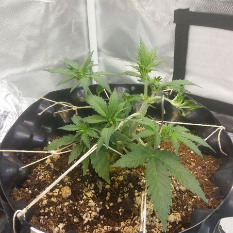Cheese  growlog timeline photo