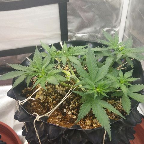 Cheese  growlog timeline photo