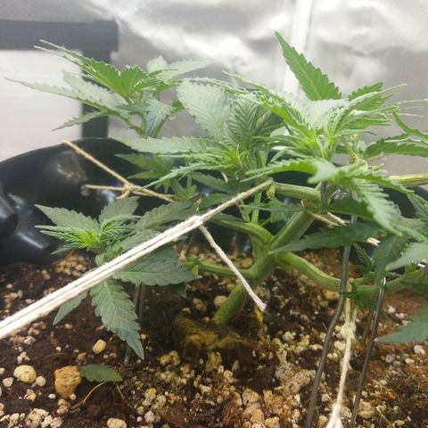 Cheese  growlog timeline photo
