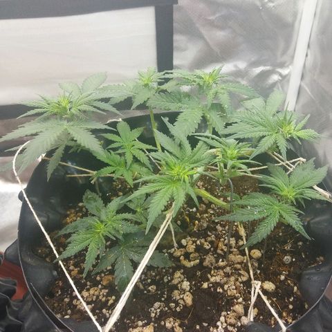 Cheese  growlog timeline photo