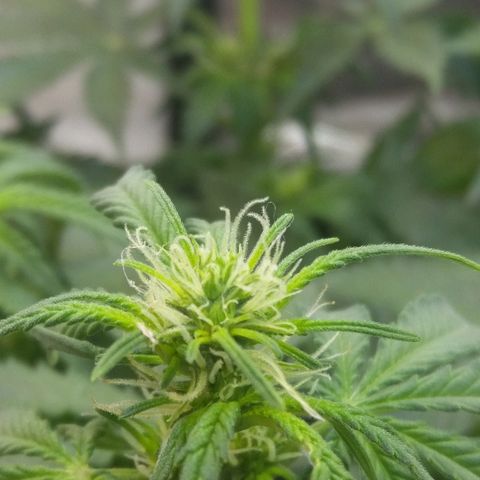 Cheese  growlog timeline photo