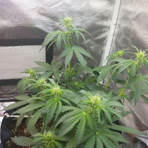 Cheese  growlog timeline photo