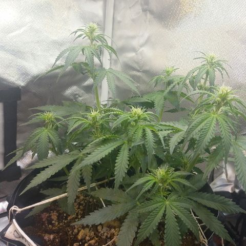 Cheese  growlog timeline photo