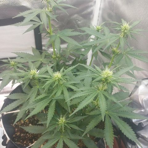 Cheese  growlog timeline photo