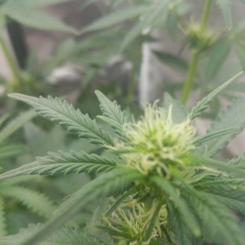 Cheese  growlog timeline photo