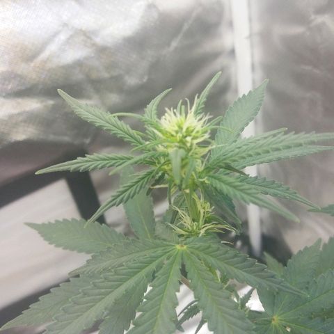 Cheese  growlog timeline photo