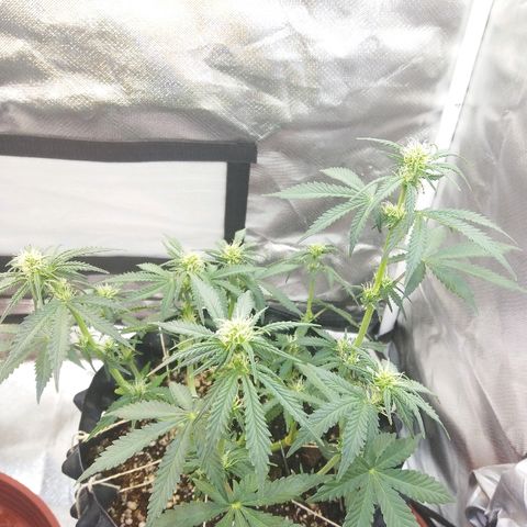 Cheese  growlog timeline photo