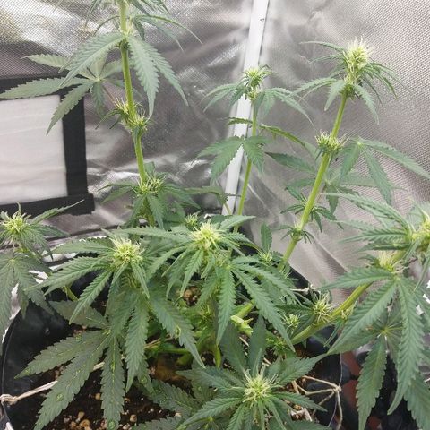 Cheese  growlog timeline photo