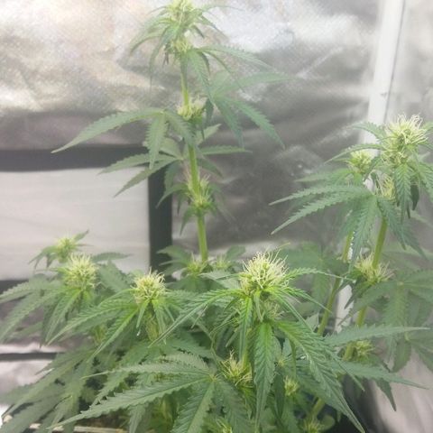 Cheese  growlog timeline photo