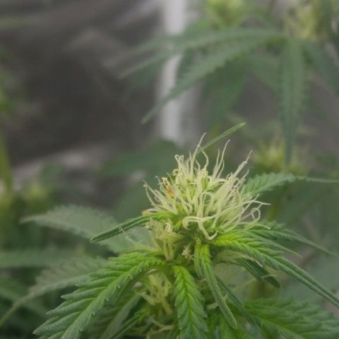 Cheese  growlog timeline photo