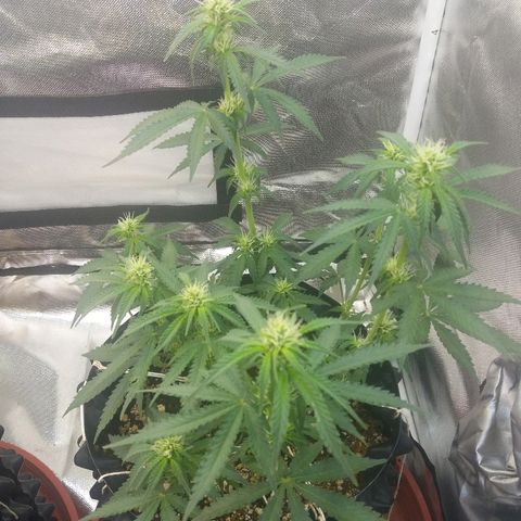 Cheese  growlog timeline photo